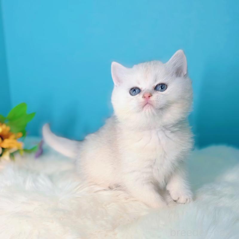 販売中の大阪府のブリティッシュショートヘア-131828の5枚目