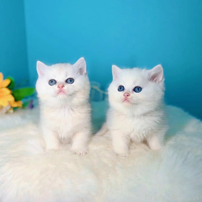 販売中の大阪府のブリティッシュショートヘア-131828の2枚目