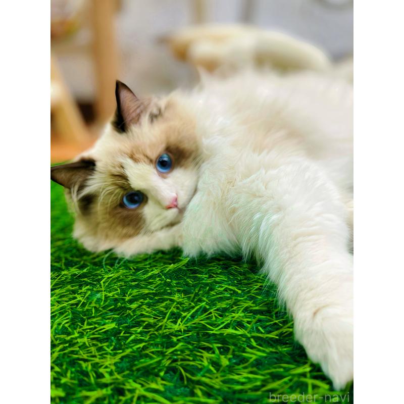 商談中の東京都のラグドール-127060の7枚目