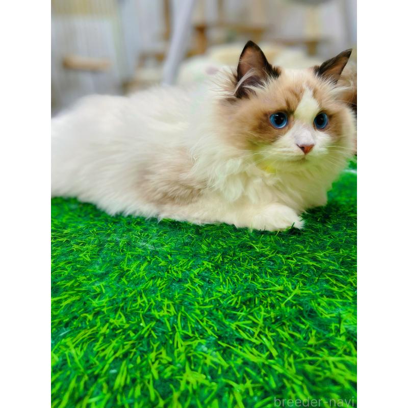 商談中の東京都のラグドール-127060の5枚目