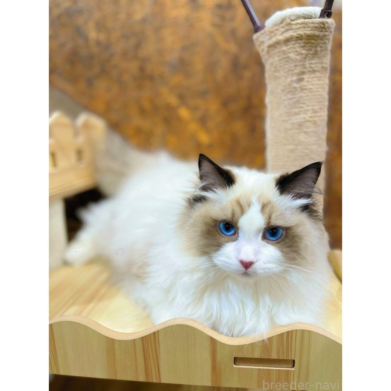 商談中の東京都のラグドール-127060の4枚目