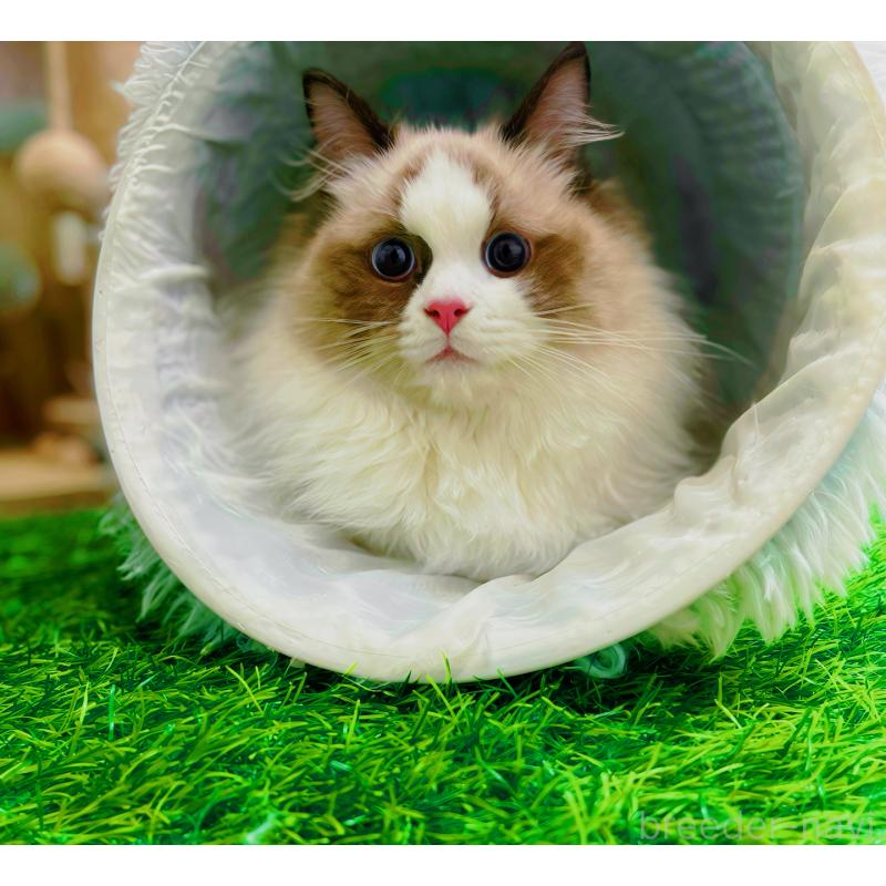 販売中の東京都のラグドール-127010の5枚目