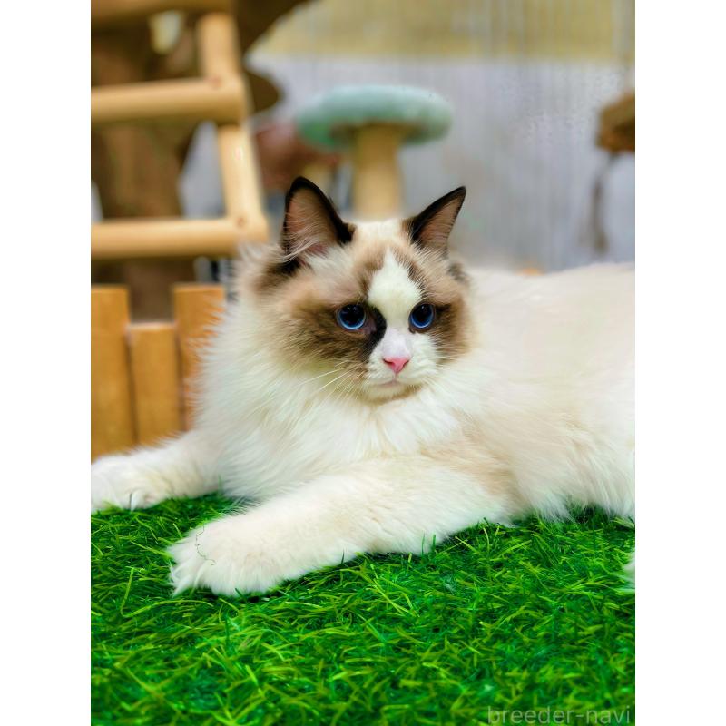 販売中の東京都のラグドール-127010の4枚目