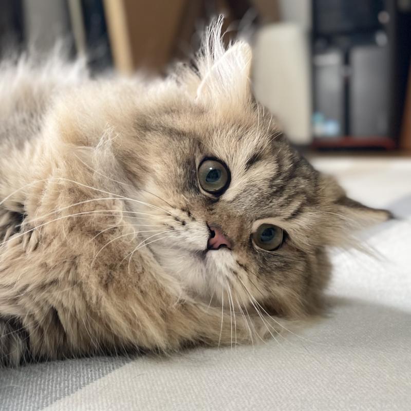 販売中の愛知県のミヌエット-117957の15枚目