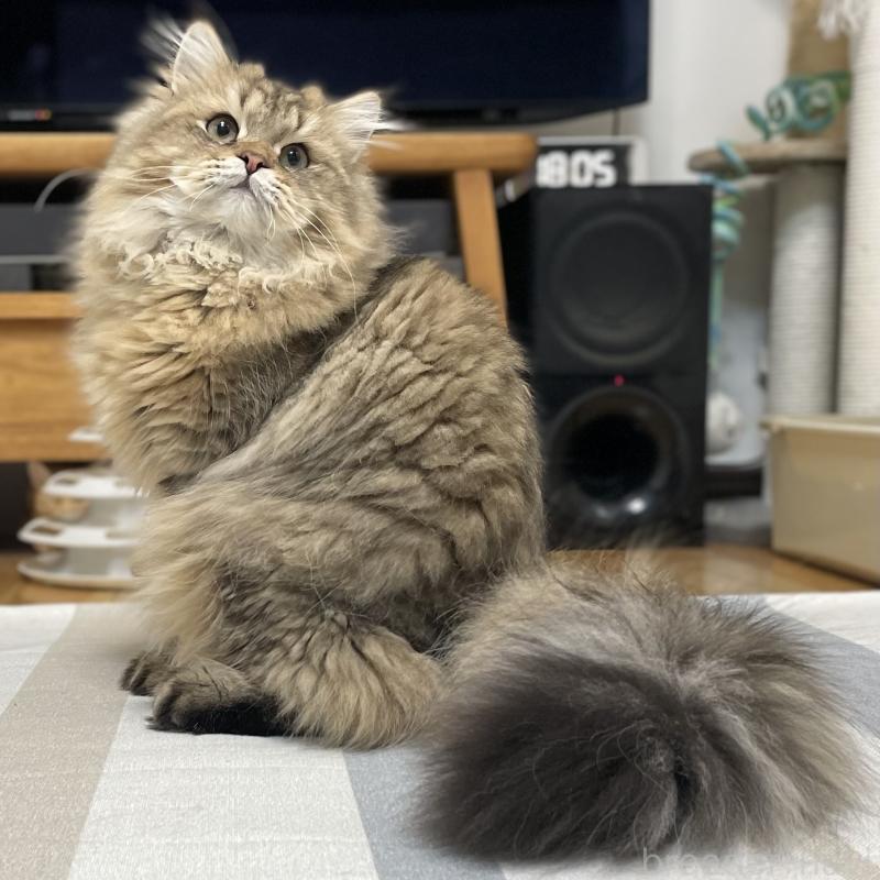 販売中の愛知県のミヌエット-117957の12枚目