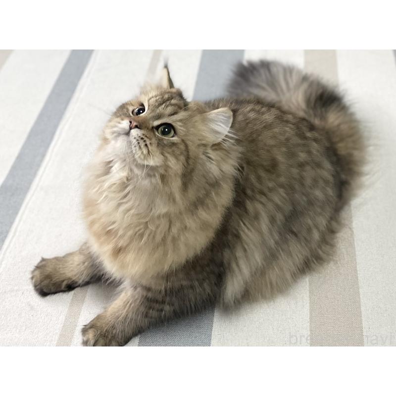 販売中の愛知県のミヌエット-117957の10枚目