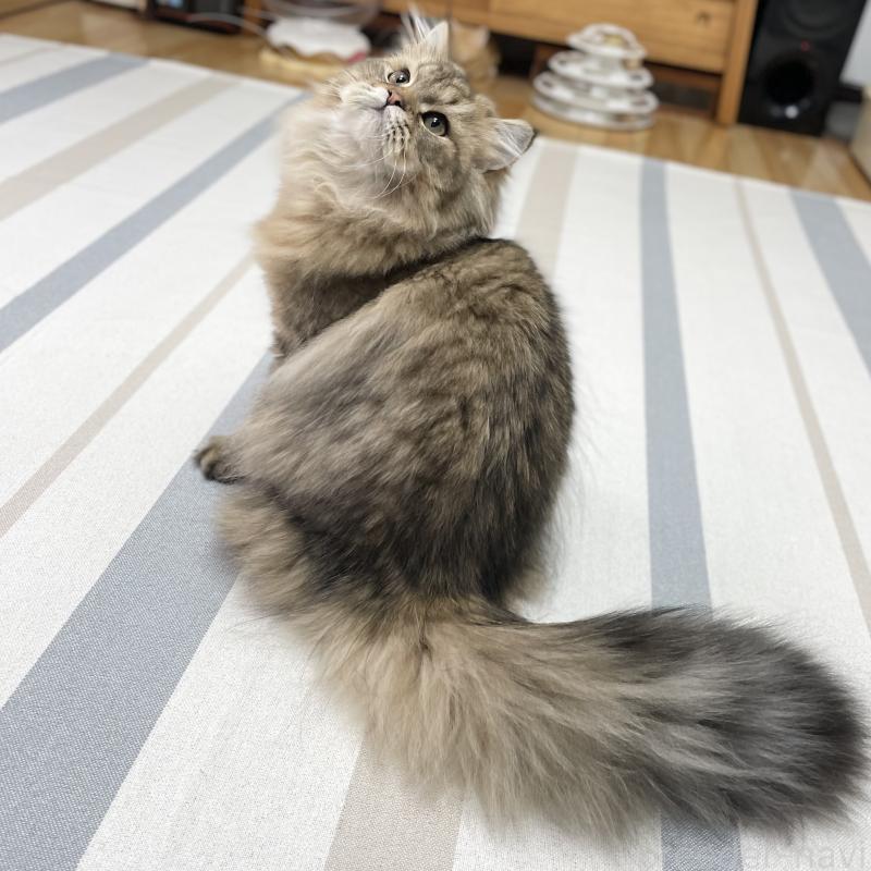 販売中の愛知県のミヌエット-117957の9枚目