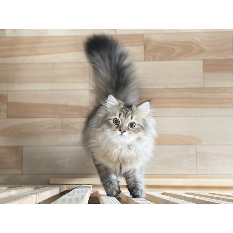 販売中の愛知県のミヌエット-117957の3枚目