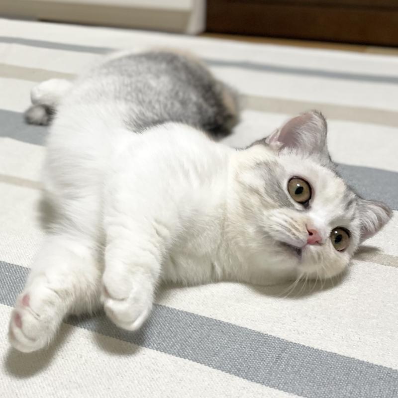 販売中ののミヌエット(短足)-121827