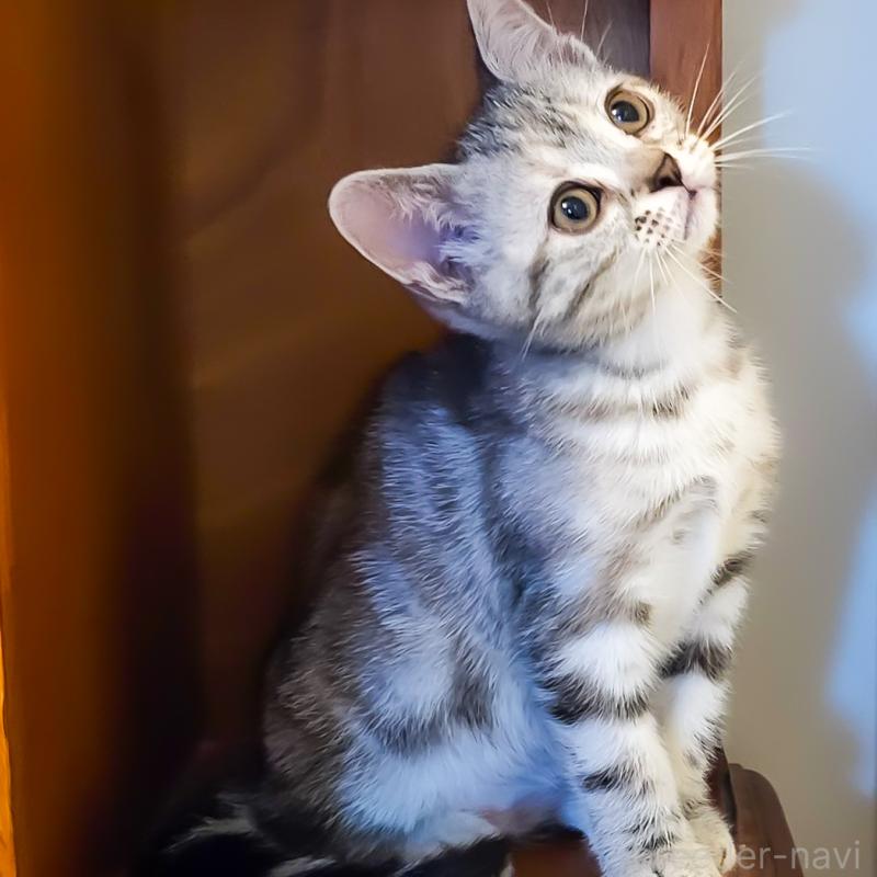 販売中の群馬県のアメリカンショートヘア-130240の7枚目