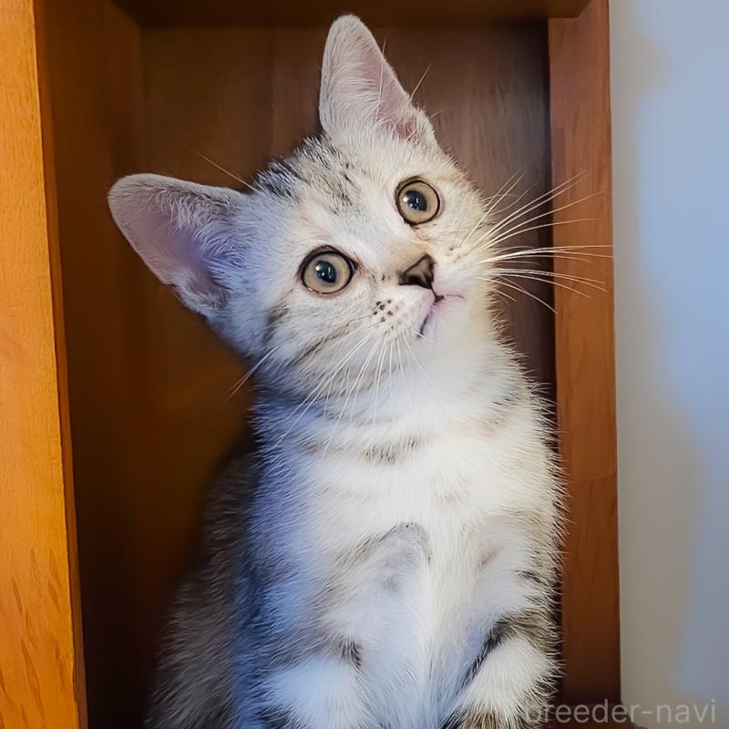 販売中の群馬県のアメリカンショートヘア-130240の6枚目