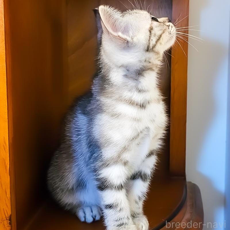 販売中の群馬県のアメリカンショートヘア-130240の5枚目