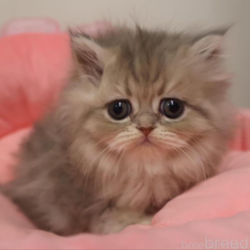 販売中の東京都のスコティッシュフォールド-133215の1枚目