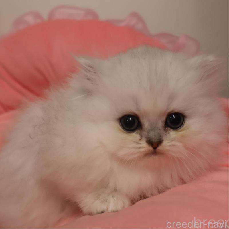 販売中の東京都のペルシャ(チンチラ)-133216