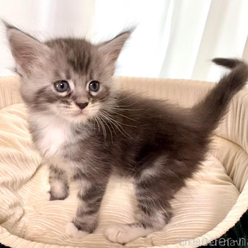 販売中の栃木県のメインクーン-133217の6枚目