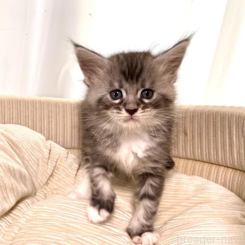 販売中の栃木県のメインクーン-133217の5枚目