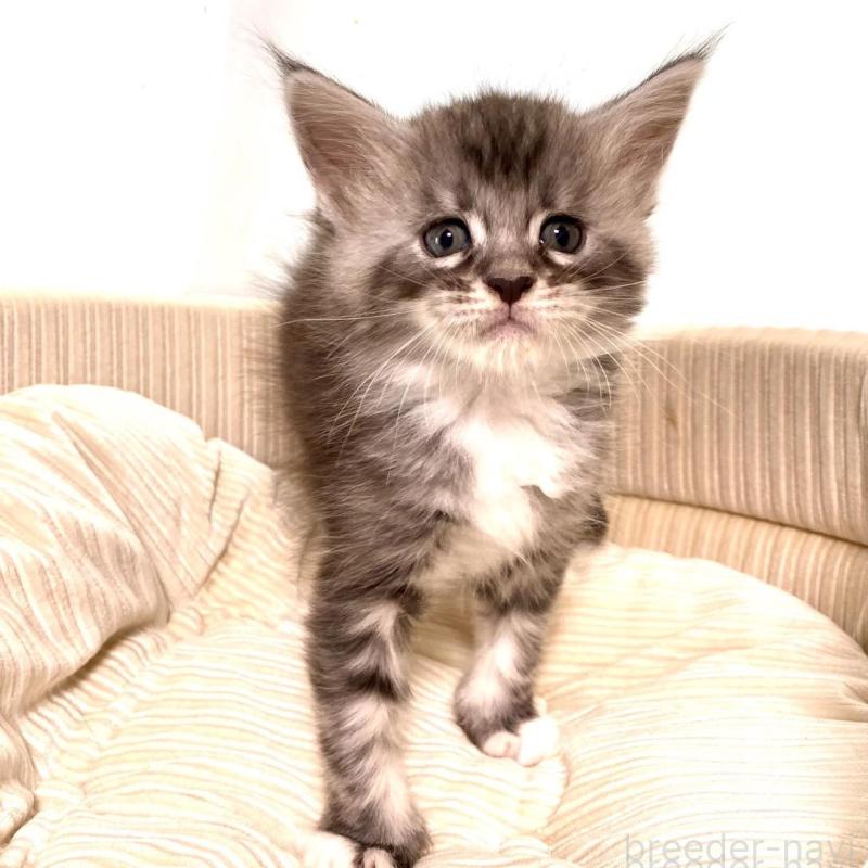 販売中の栃木県のメインクーン-133217の4枚目