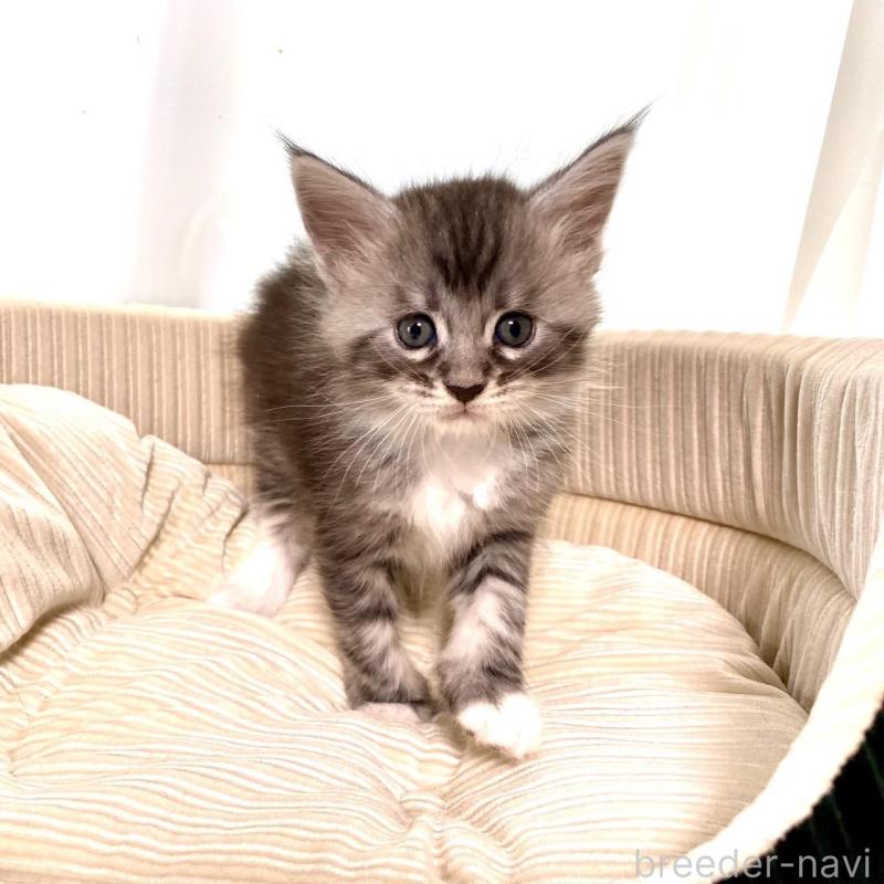 販売中の栃木県のメインクーン-133217の3枚目