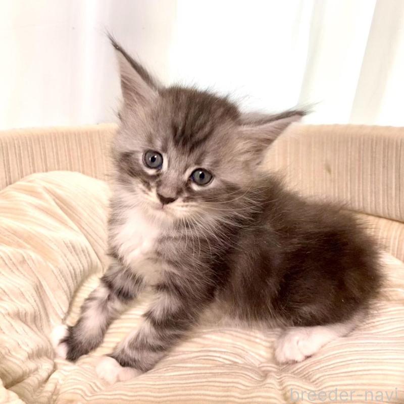 販売中の栃木県のメインクーン-133217