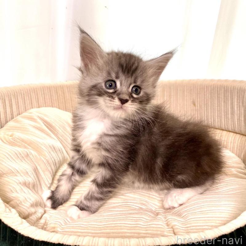 販売中の栃木県のメインクーン-133217の2枚目