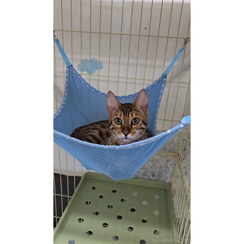 販売中の東京都のベンガル-124100の3枚目