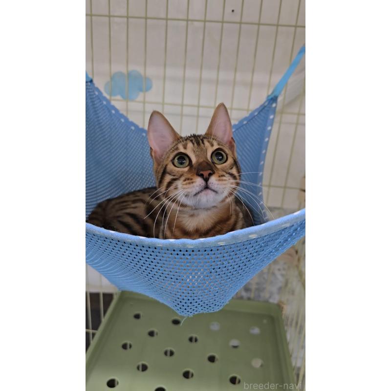 販売中の東京都のベンガル-124100の2枚目