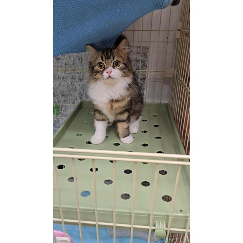 販売中の東京都のラガマフィン-127486の3枚目