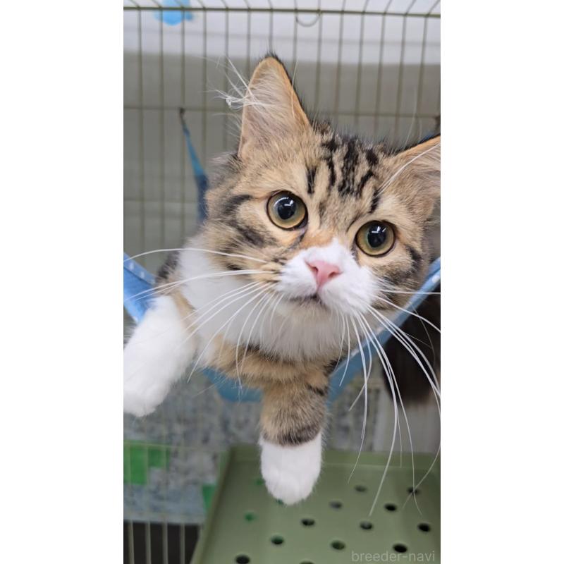 販売中の東京都のラガマフィン-127486の2枚目