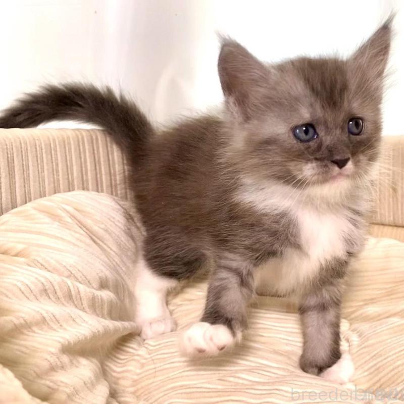 販売中の栃木県のメインクーン-133218の7枚目