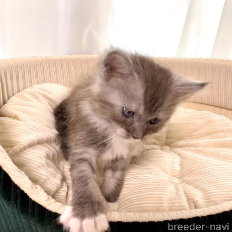 販売中の栃木県のメインクーン-133218の6枚目