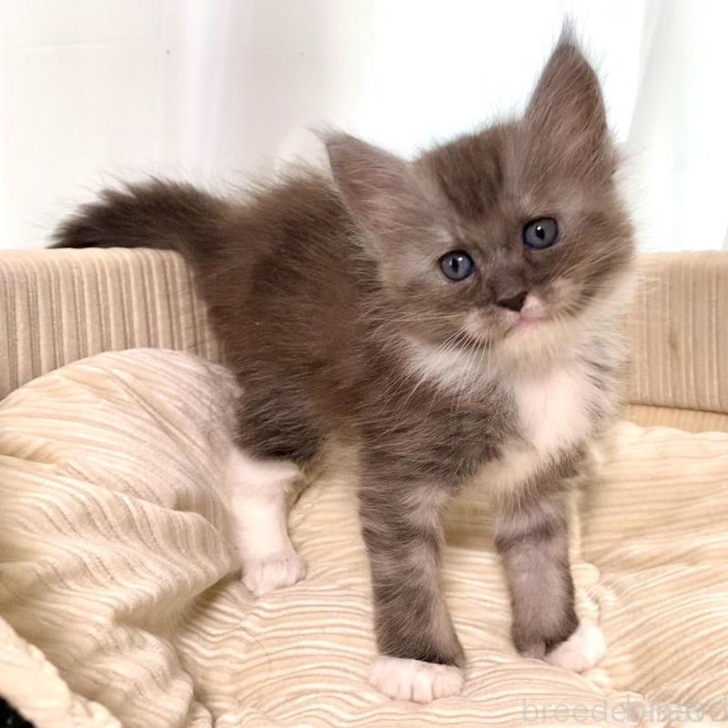 販売中の栃木県のメインクーン-133218の5枚目