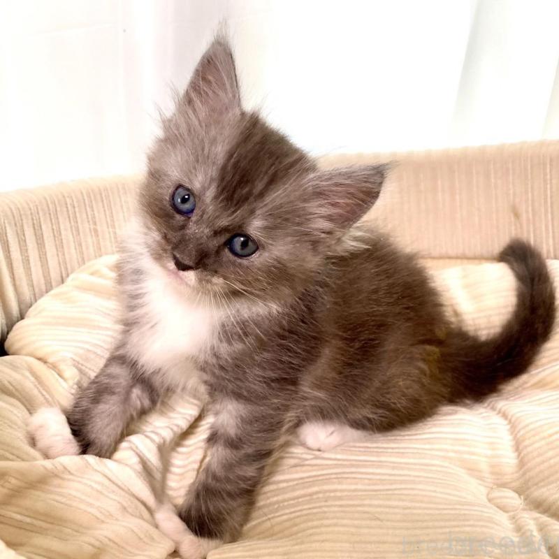 販売中の栃木県のメインクーン-133218の1枚目