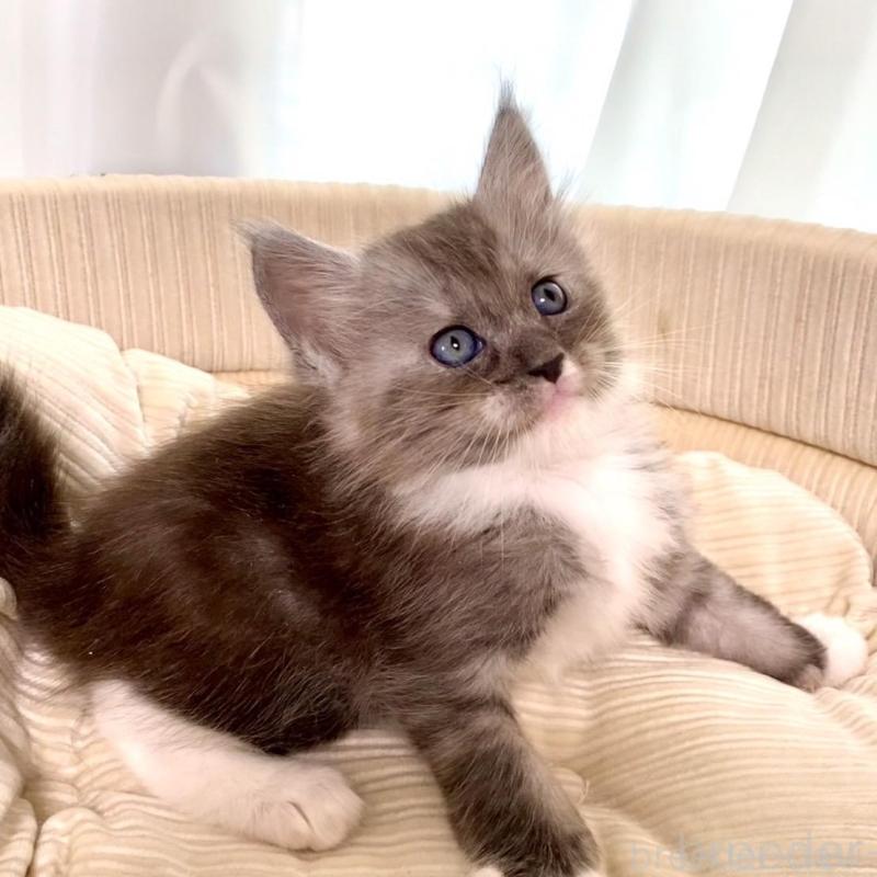 販売中の栃木県のメインクーン-133218の4枚目