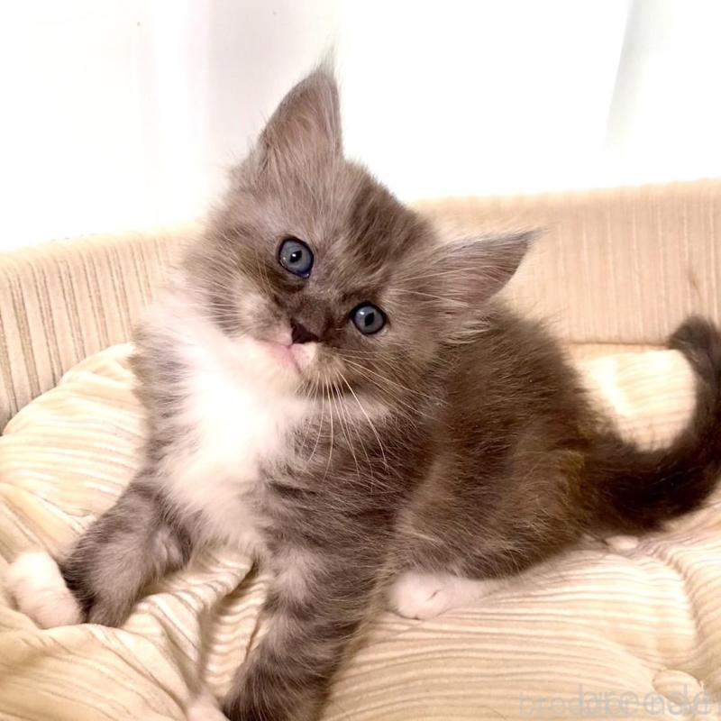 販売中の栃木県のメインクーン-133218の3枚目