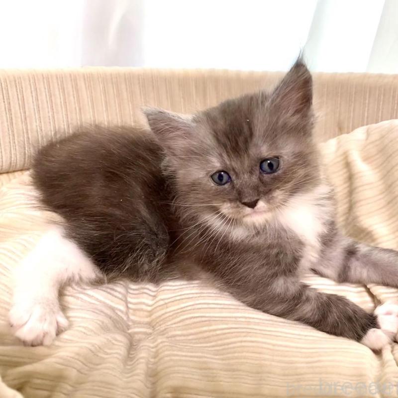 販売中の栃木県のメインクーン-133218の2枚目