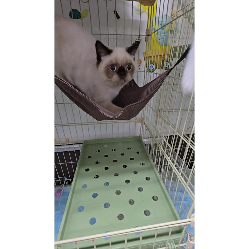 販売中の東京都のエキゾチックショートヘア-129039の3枚目