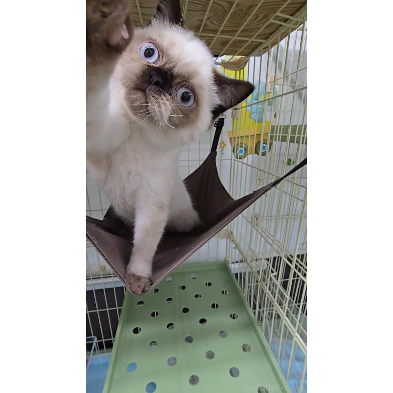 販売中の東京都のエキゾチックショートヘア-129039の2枚目