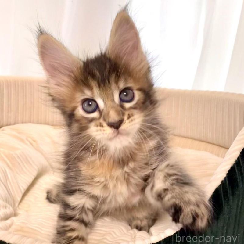 販売中の栃木県のメインクーン-133219の7枚目