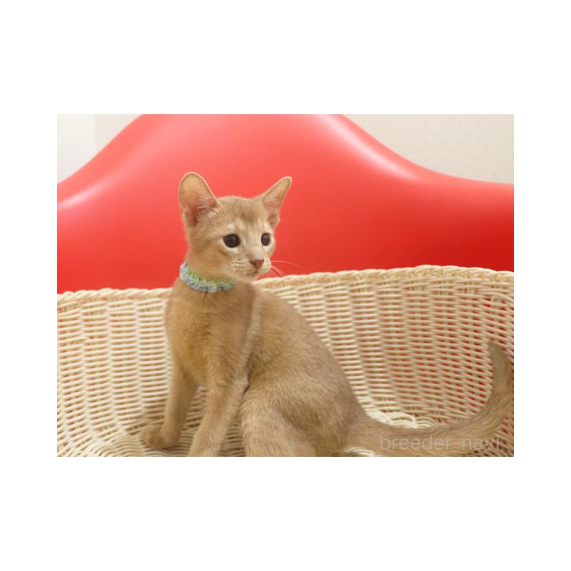 販売中の埼玉県のアビシニアン-132019の3枚目