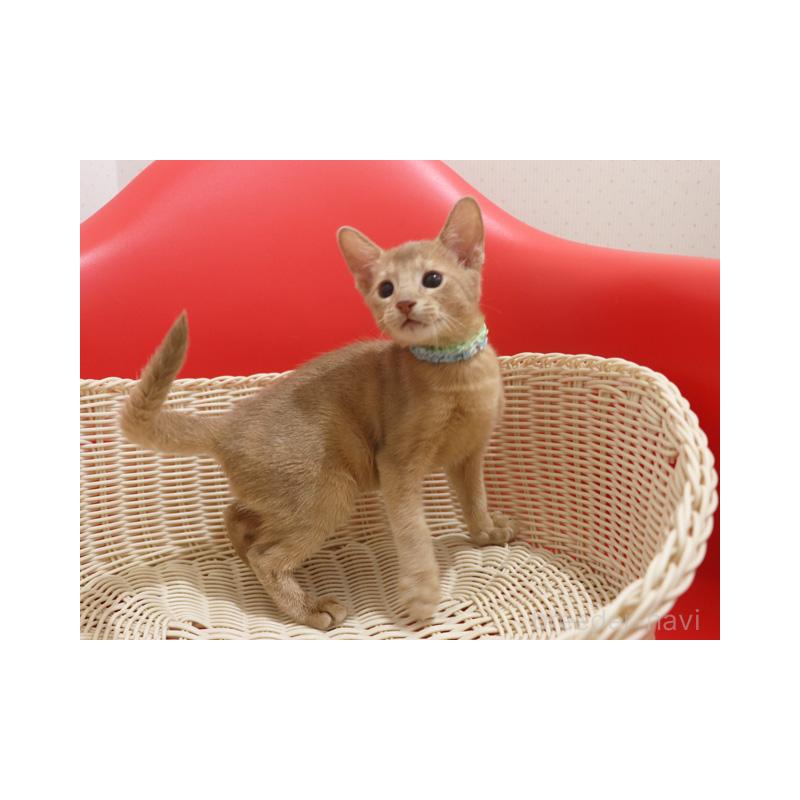 販売中の埼玉県のアビシニアン-132019の2枚目