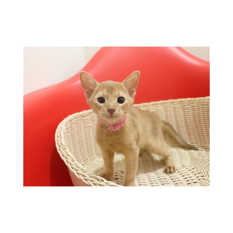 販売中の埼玉県のアビシニアン-132020