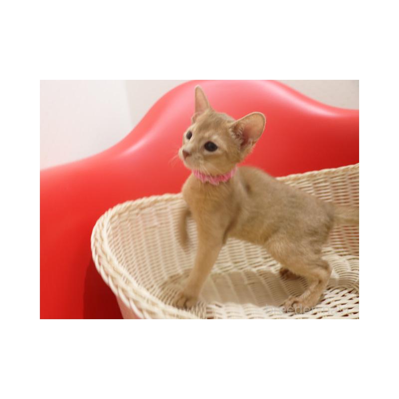 商談中の埼玉県のアビシニアン-132020の3枚目