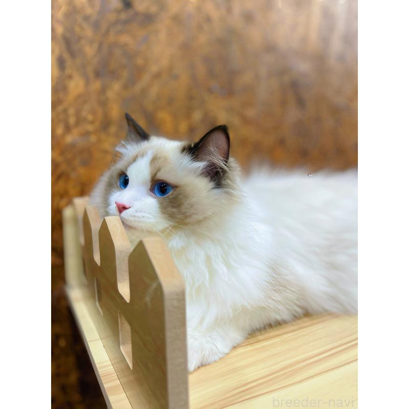 商談中の東京都のラグドール-127060の3枚目