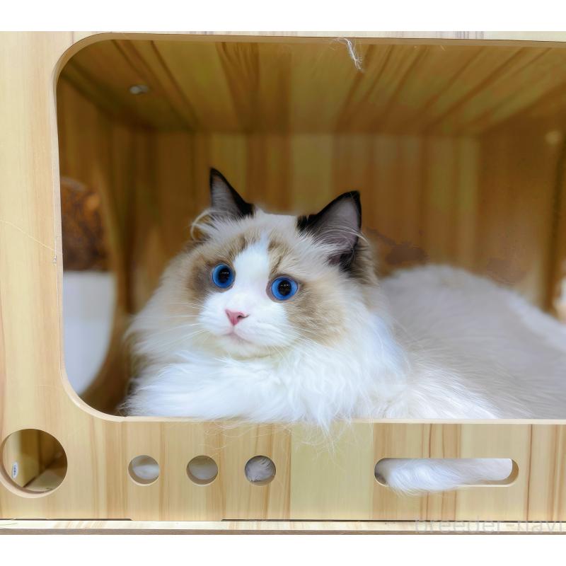 商談中の東京都のラグドール-127060の2枚目