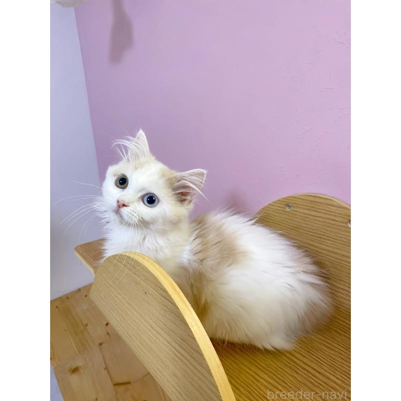 販売中の福岡県のミヌエット(短足)-133059の5枚目