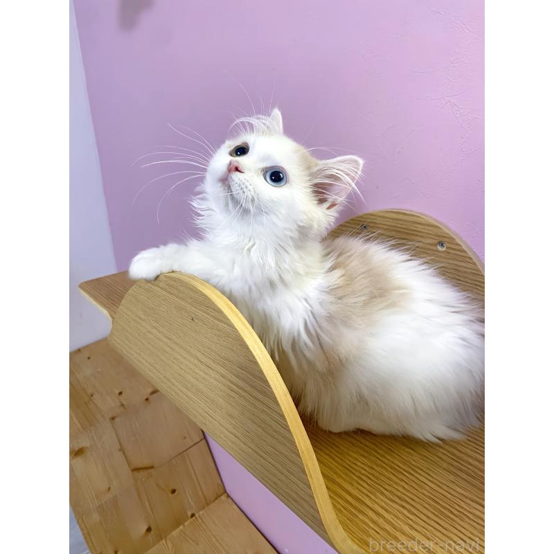 販売中の福岡県のミヌエット(短足)-133059の4枚目