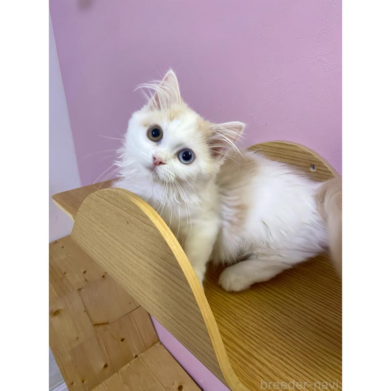 販売中の福岡県のミヌエット(短足)-133059の3枚目