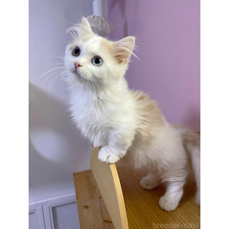 販売中の福岡県のミヌエット(短足)-133059の2枚目