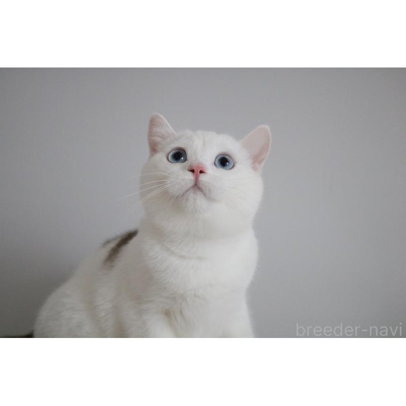 成約済の愛知県のスコティッシュストレート-125506の6枚目