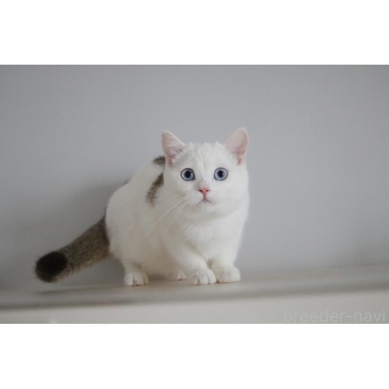 成約済の愛知県のスコティッシュストレート-125506の4枚目